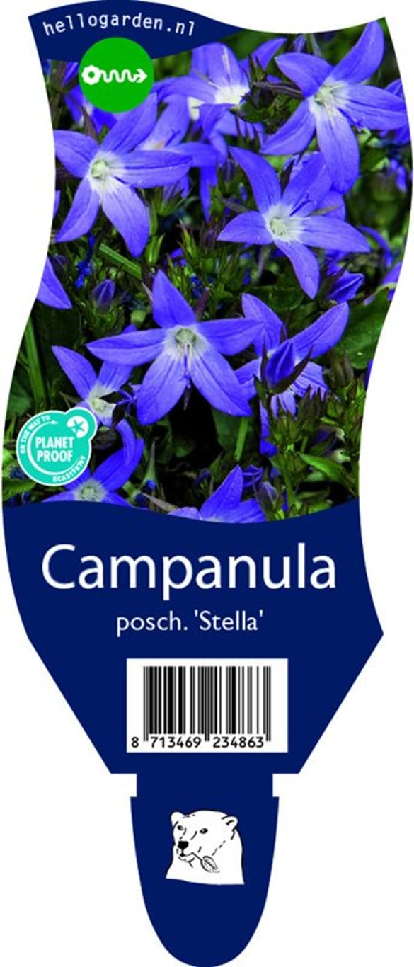 Campanula posch. 'Stella' - P11